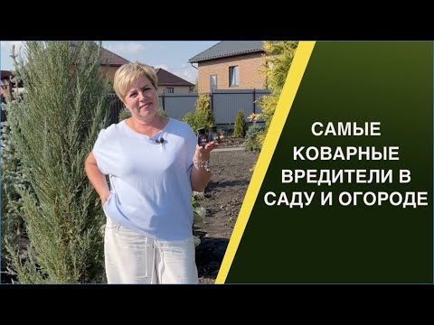 Видео: БОРЕМСЯ С ТРИПСОМ, ТЛЕЙ, БЕЛОКРЫЛКОЙ И КЛЕЩОМ!