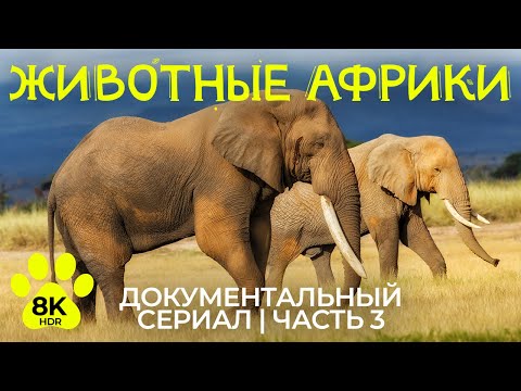 Видео: Дикая природа Африки – Эпизод 3 | 8K HDR Документальный фильм о животных заповедников Мореми и Хвай