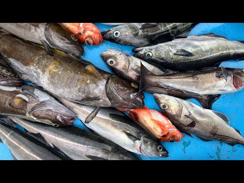 Видео: Рыбалка на лодке в заливе Мэн, вечеринка, EASTMANS, пикша, минтай, кускус и т.д., июнь 2023 г.