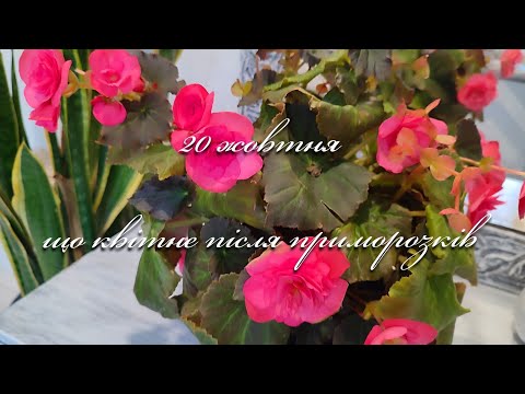 Видео: 20 жовтня. Рослини після приморозку. Прогулянка садом 