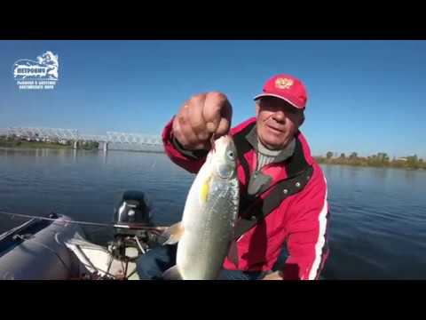 Видео: БОЛЬШОЙ УЛОВ VLOG:Рыбец! р. Неман. г. Советск. Калининградская область. Октябрь 2018.