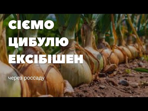 Видео: Сіємо цибулю Ексібішен.