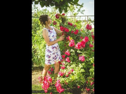 Видео: Канадские розы. Укрывать или нет их на зиму?