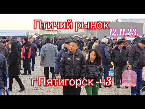 Видео: Голуби цены Птичий рынок г Пятигорск -ч3