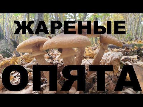 Видео: ОЧЕНЬ ВКУСНЫЕ ЖАРЕНЫЕ НА СКОВОРОДКЕ ГРИБЫ ОПЯТА ИЗ ОСЕННЕГО ЛЕСА РЕЦЕПТЫ СЮФ
