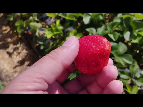 Видео: Огляд ділянки і дегустація сортів