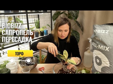 Видео: Торф Biobizz. Сапропель. Пересадка
