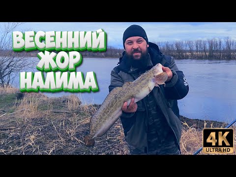 Видео: ВЕСЕННИЙ ЖОР НАЛИМА !!! Большое рыболовное путешествие по Северным рекам. Часть 2.