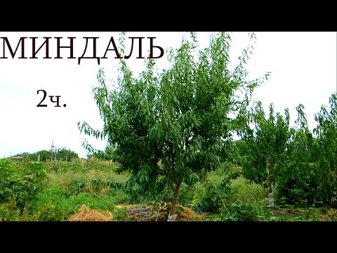 Видео: Миндаль, 2 часть. Первый урожай.