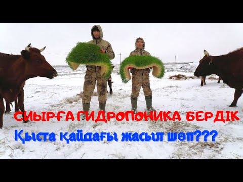 Видео: Гидропоника.Малға жем қалай береміз?