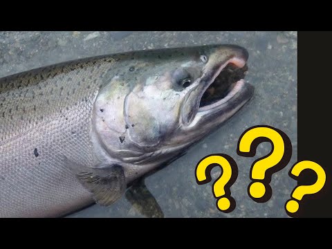 Видео: Попробуйте эту оснастку для ловли кижуча под давлением
