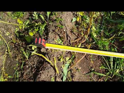 Видео: "У нас ботатов не сажают"👆 Выращивание картофеля японским минитрактором, реальность или миф???