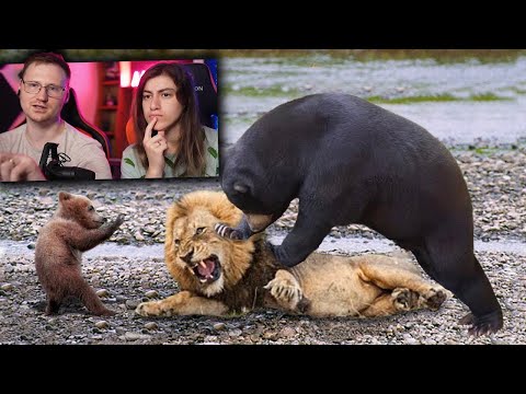 Видео: Лев Напал на Медвежонка и Поплатился - Сумасшедшая Атака Медведя | РЕАКЦИЯ на Smart Pizza