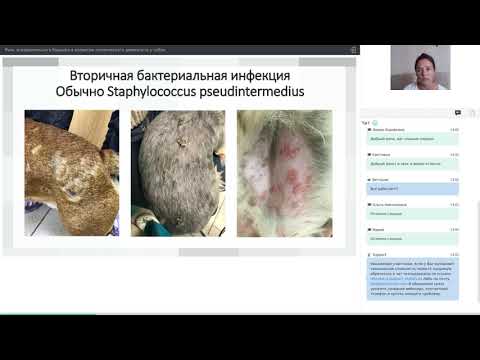 Видео: "Роль эпидермального барьера в развитии атопического дерматита у собак" Новикова Ж.В.
