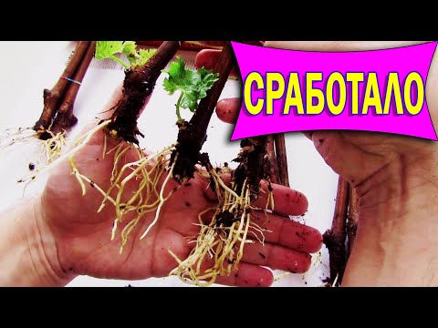 Видео: 🔴🔴Картофельный корневин удивил. Проращивание черенков винограда. Виноград.