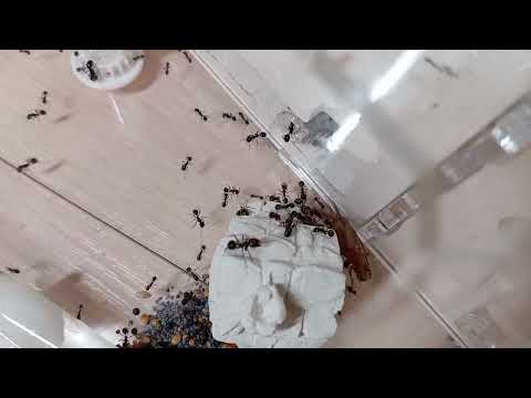 Видео: 1 Часть. Подготовка муравьев к моему отъезду!