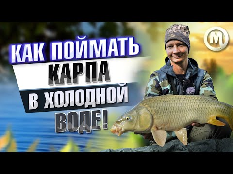 Видео: Как ловить карпа по холодной воде?