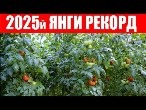 Видео: АДРИАТИКА F1- ВОДИЙДА ЯНГИ РЕКОРД НАТИЖА (Tomato Adriatika F1-Sakata)