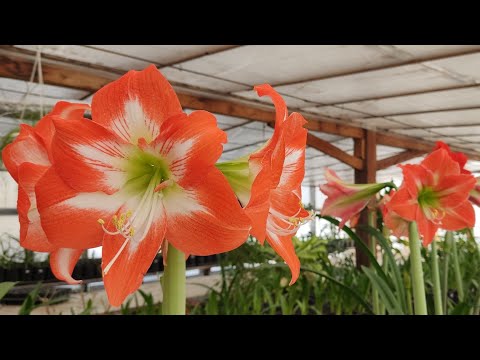 Видео: Цветение и опыление - не всё бывает удачно.