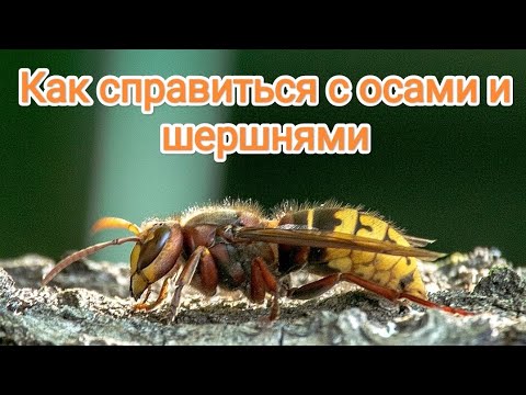 Видео: Как справиться с осами и шершнями в саду.