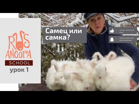 Видео: "Бриллиантовая" семья ангорских кроликов на ферме Rusangora.