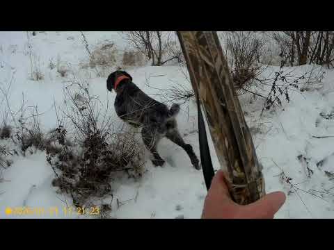 Видео: Охота на зайца с Дратхааром в сильный ветер №24.  21.01.2020.Оличная работа Дратхаара в роли гончей.