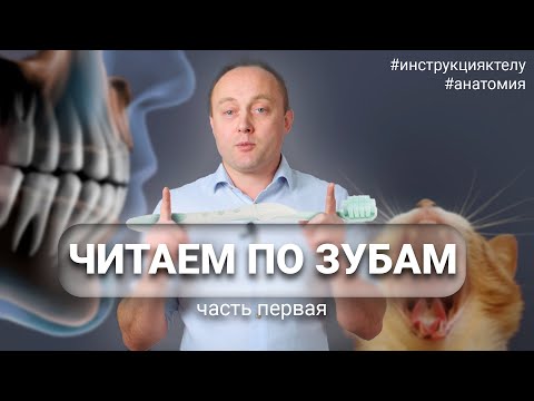 Видео: [1/2] ЗУБЫ. Структура, формирующая личность