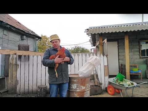 Видео: Как выбрать Кучинского петуха!!!