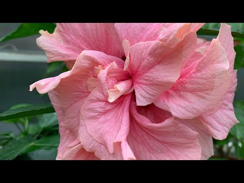 Видео: Болмо гулу | Гибискус | Китайская роза гулу боюнча маалымат