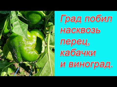 Видео: Помидоры, кабачки и виноград побило градом насквозь! Что осталось после града.
