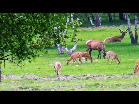 Видео: Куда глаза глядят