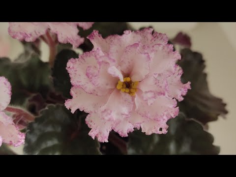 Видео: Фиалки почтой. Упаковка фиалок !!!