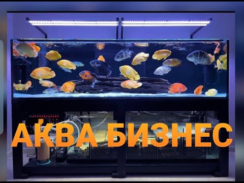 Видео: Прибыльное хобби или Аквариумистика как бизнес! Мои ошибки и что не нужно делать!