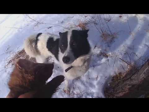 Видео: Охота на соболя с пневматикой.