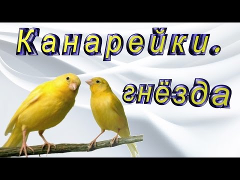 Видео: Канарейки.  Ежедневный уход и содержание