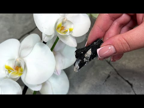 Видео: Никто не знает этот секрет! Он спас все мои орхидеи! Теперь они цветут постоянно!