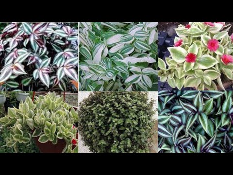 Видео: Подготовка к сезону.Посадка ампельных растений в подвесные кашпо. Формирую сразу красивый куст.