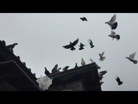 Видео: #Pigeons.Рынок голубей это место встречи. 