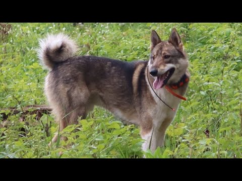 Видео: С Каюром в лес за земляникой
