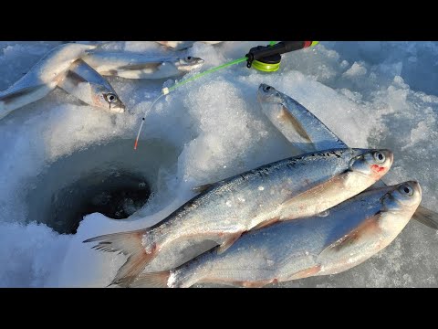 Видео: Сабля ПО-ЛОКОТЬ БЬЁТ КИВОК!! Зимняя рыбалка на чехонь 2022