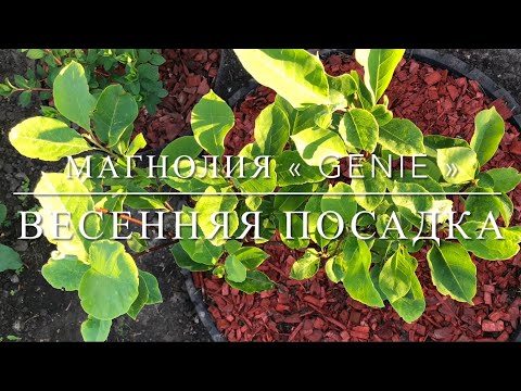 Видео: Магнолия « Genie » / Весенняя посадка