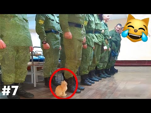 Видео: СМЕХ ДО СЛЕЗ😂 САМЫЕ СМЕШНЫЕ КОШКИ И СОБАКИ 😹🐶 #7