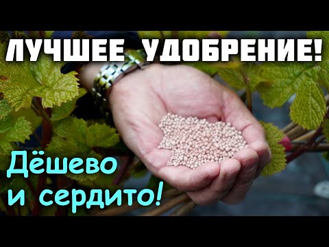 Видео: Чем подкормить виноград? - Дёшево и сердито!