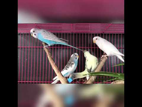 Видео: Тотықұс туралы мәлімет