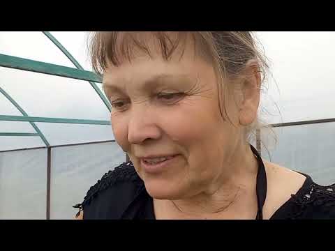 Видео: полуниця нсд флоріда б'юті і кабріло