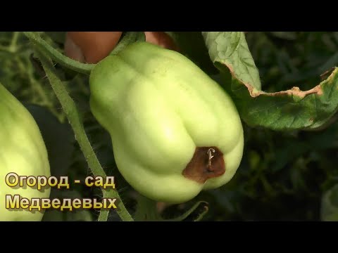 Видео: Как спасать томаты от жары