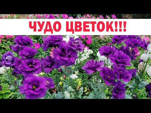 Видео: Посадите эту красоту: сильная, неприхотливая, яркая  - Эустома