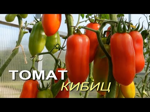 Видео: Томат КИБИЦ. Обзор сортов ТОМАТОВ!