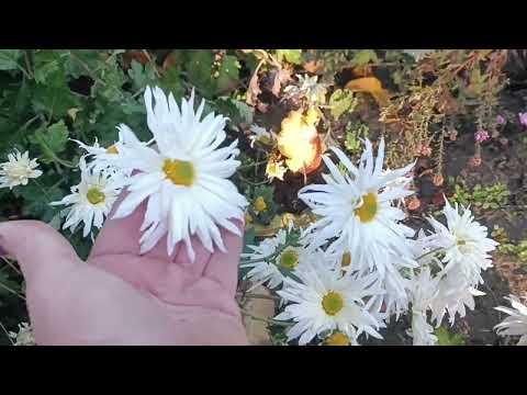 Видео: Сад півдня 