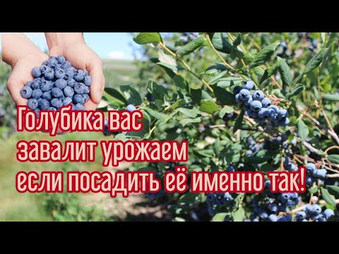 Видео: САЖАЮ ГОЛУБИКУ и РОДОДЕНДРОНЫ. Самый лучшие условия для выращивания королевской ягоды и не только...